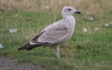 Immature-Herring-Gull.jpg