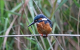 Kingfisher3.jpg