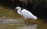 Little-Egret3.jpg