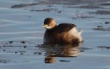 Little-Grebe~0.jpg