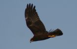 Marsh-Harrier.jpg