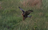 Marsh-Harrier~1.jpg