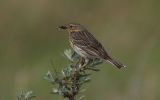 Meadow-Pipit2.jpg