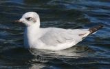Filename=Mediterranean-Gull.jpg
Filesize=122KiB
Dimensions=650x406
Date added=Oct 16, 2008 Mediterranean-Gull.jpg
