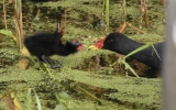 Moorhen-feeding-time.jpg