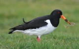 Oyster-Catcher-with-snack.jpg