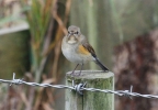 Red-Flanked-Bluetail-web.jpg