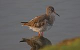 Redshank6.jpg