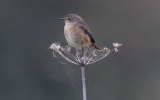 Redstart.jpg