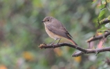 Redstart3.jpg