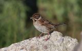 Reed-Bunting6.jpg