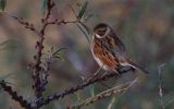 Reed-Bunting7.jpg