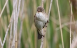 Reed-Warbler9.jpg