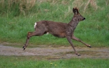 Roe-Deer.jpg