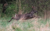 Roe-Deer2.jpg