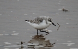 Sanderling3.jpg