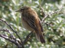 Sedge_Warbler.jpg