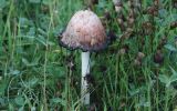 Shaggy-Ink-Cap.jpg