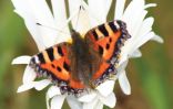 Small-Tortoiseshell.jpg