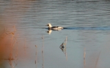 Smew2.jpg