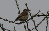 Spotted-Flycatcher2.jpg