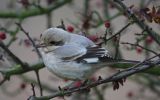 Filename=Steppe-Grey-Shrike2.jpg
Filesize=123KiB
Dimensions=650x406
Date added=Nov 17, 2008 Steppe-Grey-Shrike2.jpg