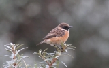 Stonechat7.jpg