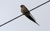 Filename=Swallow4.jpg
Filesize=99KiB
Dimensions=650x406
Date added=Apr 29, 2012 Swallow4.jpg