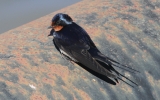 Swallow5.jpg