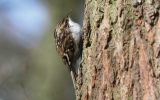 Treecreeper8.jpg