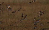 Twite-or-Linnet.jpg