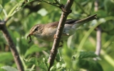Filename=Unknown---Chiffy-Warbler-th.jpg
Filesize=123KiB
Dimensions=650x406
Date added=Jul 09, 2013 Unknown---Chiffy-Warbler-th.jpg