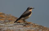 Wheatear2.jpg