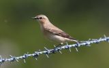 Wheatear3.jpg