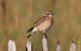 Wheatear9.jpg