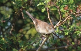 Whitethroat6.jpg