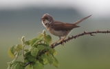 Whitethroat7.jpg