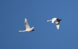 Whoopers-over-Cleethorpes.jpg