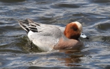 Wigeon.jpg