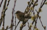 bird-2.jpg