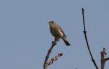 Filename=bird-3.jpg
Filesize=18KiB
Dimensions=650x415
Date added=Oct 20, 2006 bird-3.jpg