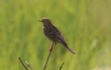 bird-4.jpg