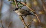 blackcap3.jpg