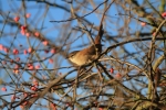 cettis-warbler-2.jpg
