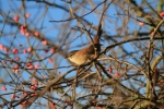 cettis-warbler-2.jpg