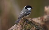 coal-tit2.jpg