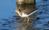 common-sandpiper3.jpg