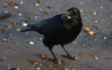 crow-with-mussel.jpg