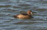 Filename=duck.jpg
Filesize=44KiB
Dimensions=650x415
Date added=Nov 05, 2006 duck.jpg