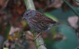 dunnock~0.jpg